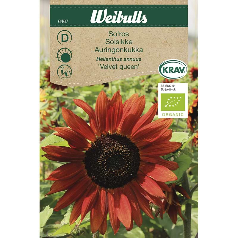 Solsikke frø (Helianthus annuus 'Velvet queen')