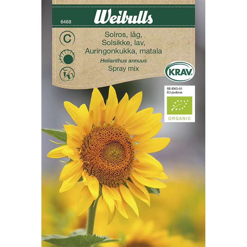 Solsikke lav frø (Helianthus annuus 'Spray mix')