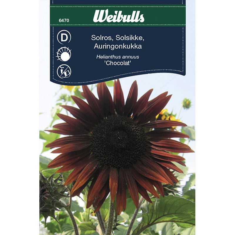 Solsikke frø (Helianthus annus 'Chocolat')