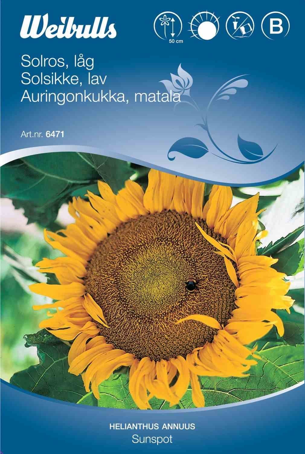 Blomsterfrø (Solsikke 'Sunspot')
