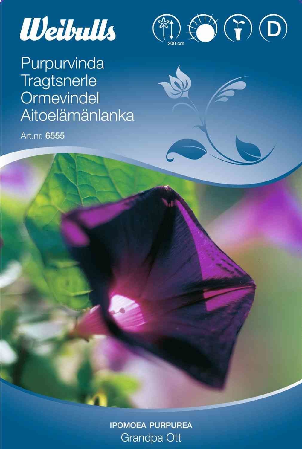 Blomsterfrø (Tragtsnerle 'Grandpa Ott')