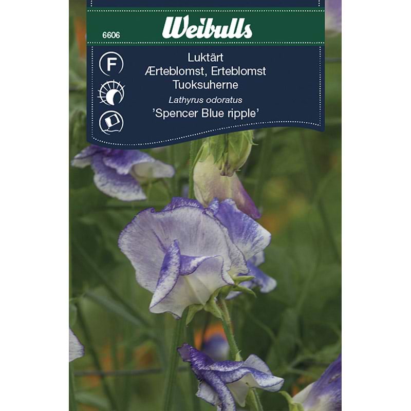 Ærteblomst frø (Lathyrus odoratus 'Spencer Blue ripple')