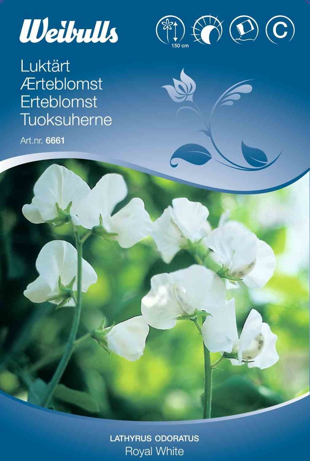 Blomsterfrø (Ærteblomst 'Royal White')