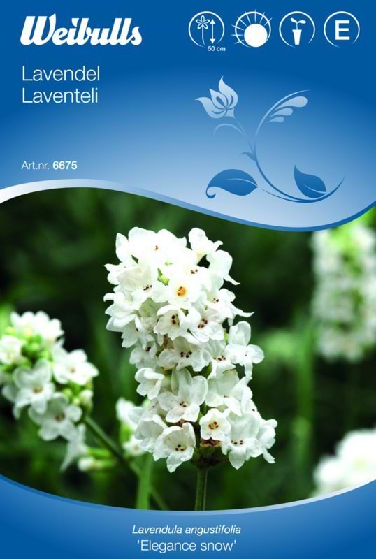 Blomsterfrø (Lavendel 'Elegance Snow')