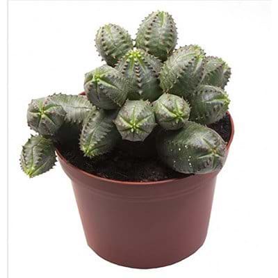 Euphorbia Suzannae