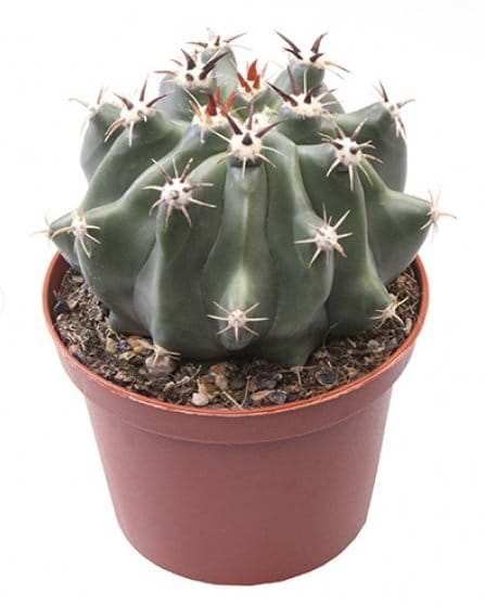 kuglekaktus