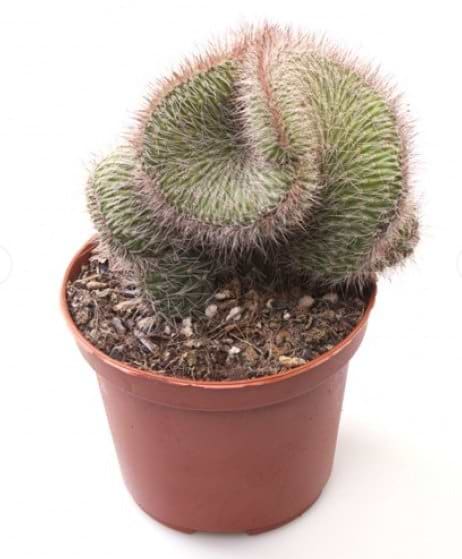 kaktus
