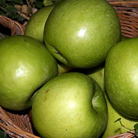 Æbletræ (Malus domestica 'Granny Smith') 4-8 grene