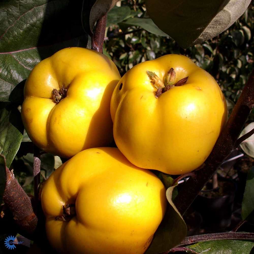Æblekvæde (Cydonia oblonga 'Leskovackz') Flere varianter 