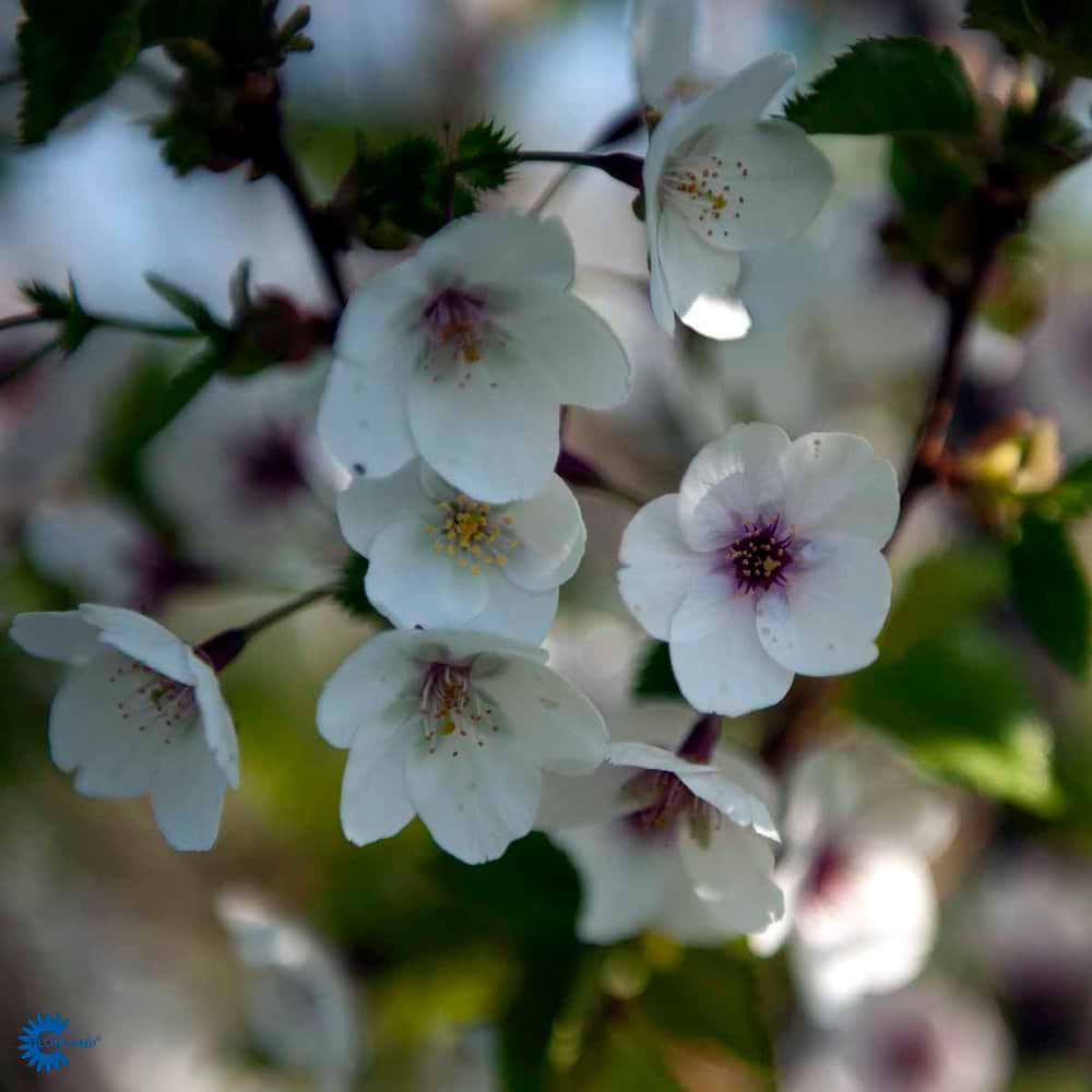 Japansk Prydkirsebær (Prunus 'Umineko') 300-400 cm Stammeomkreds 6-8 cm