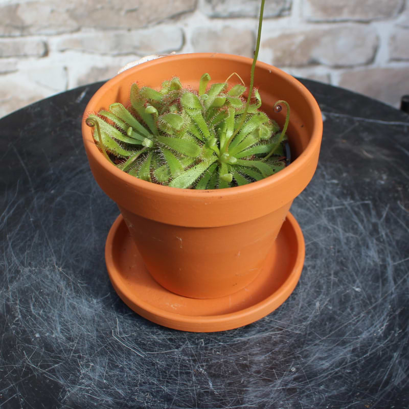 Kødædende plante Drosera