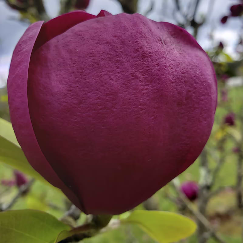 magnolia black tulip