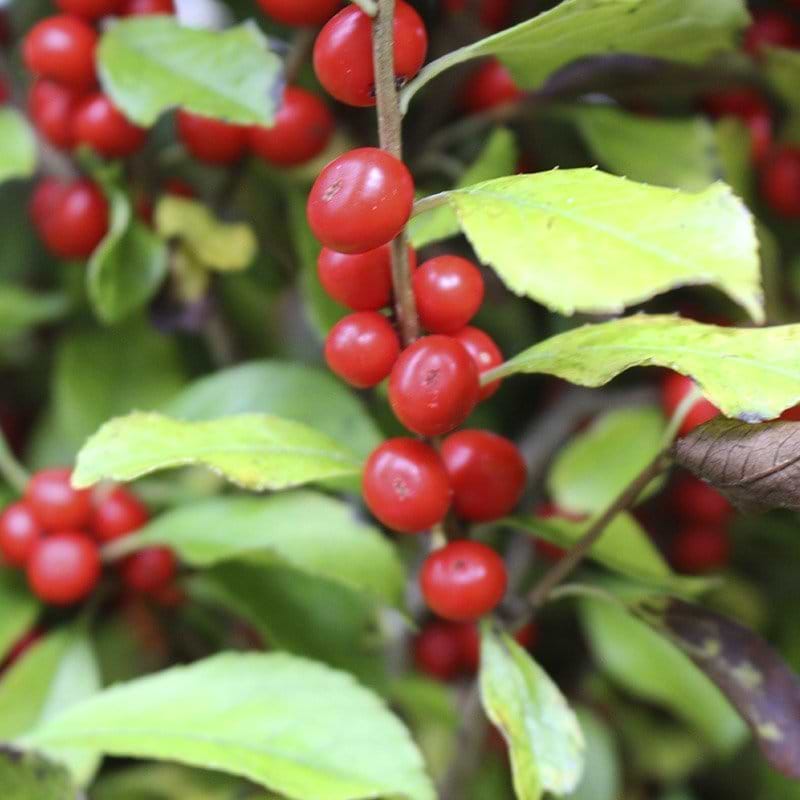 Kristtorn Ilex verticillata Red Sprite røde bær
