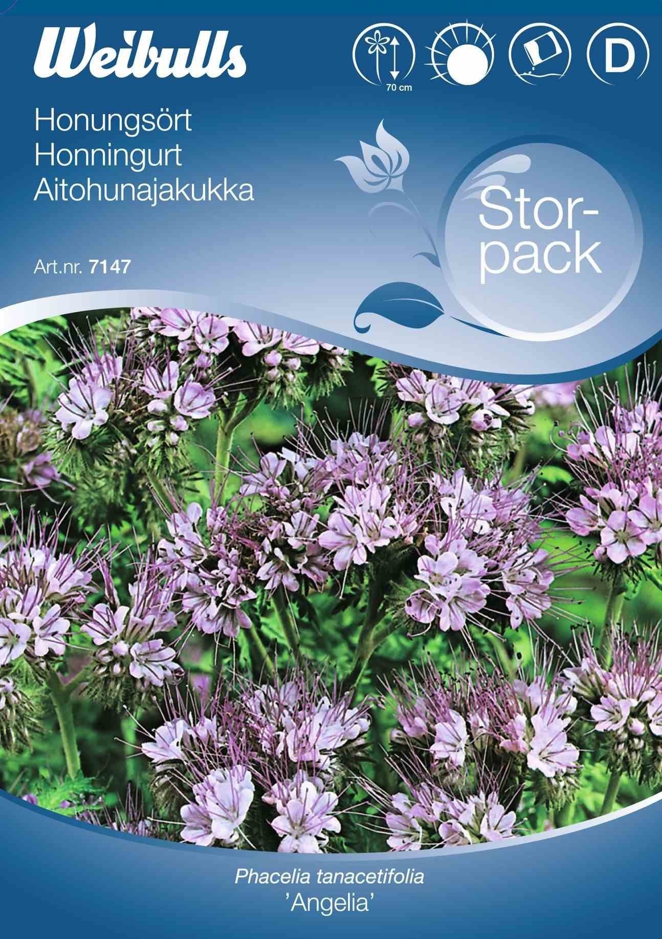 Blomsterfrø (Honningurt 'Angelia') Stor Pose