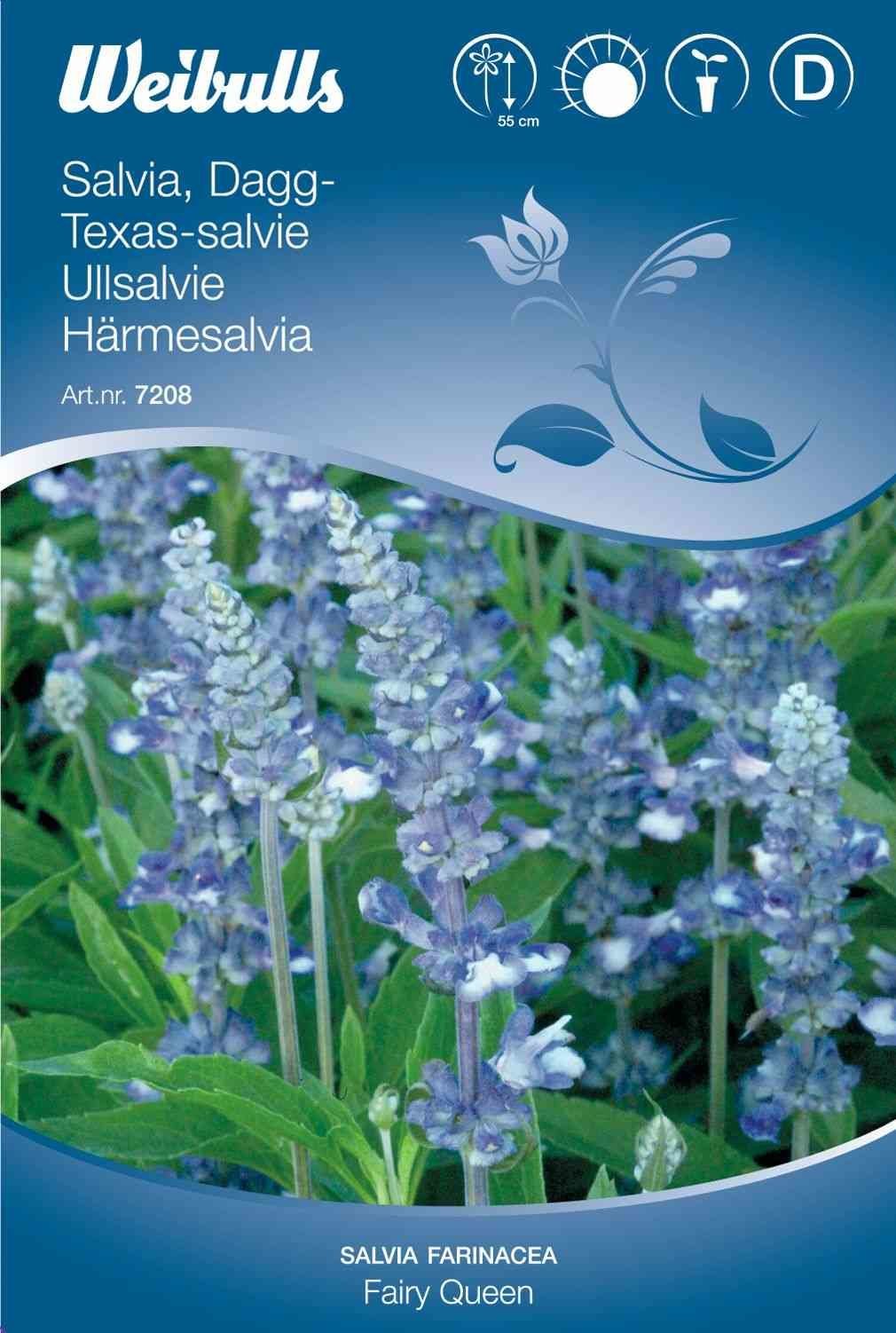 Blomsterfrø (Texas-salvie 'Fairy Queen')