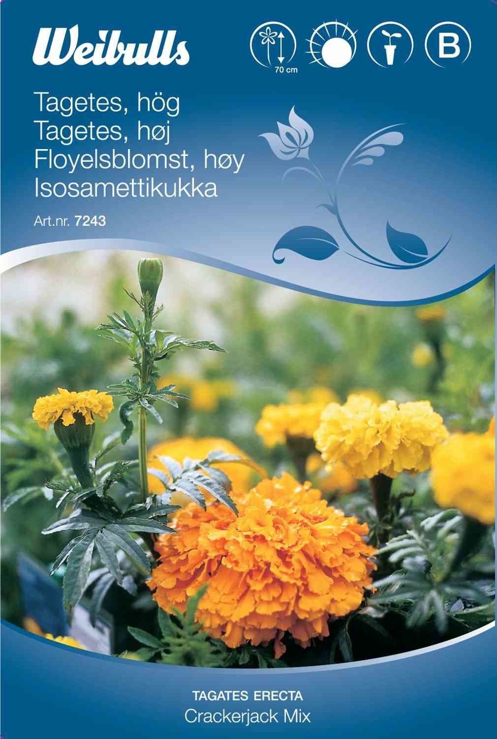 Blomsterfrø (Tagetes Høj 'Crackerjack Mix')