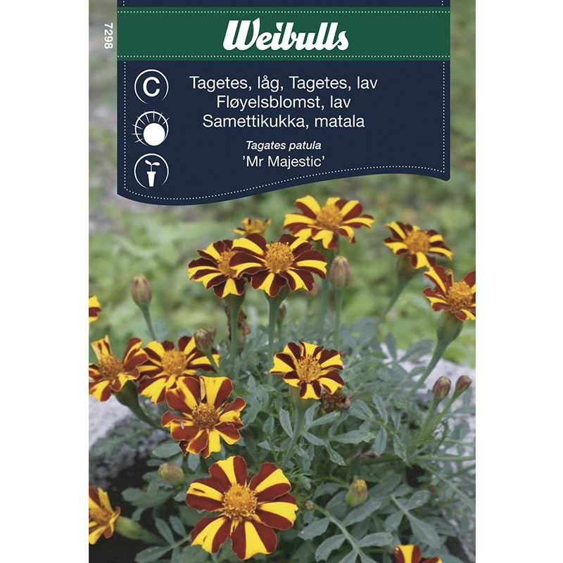 Blomsterfrø Tagetes lav Mr Majestic