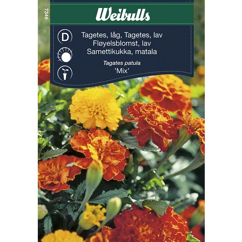 Blomsterfrø Tagetes