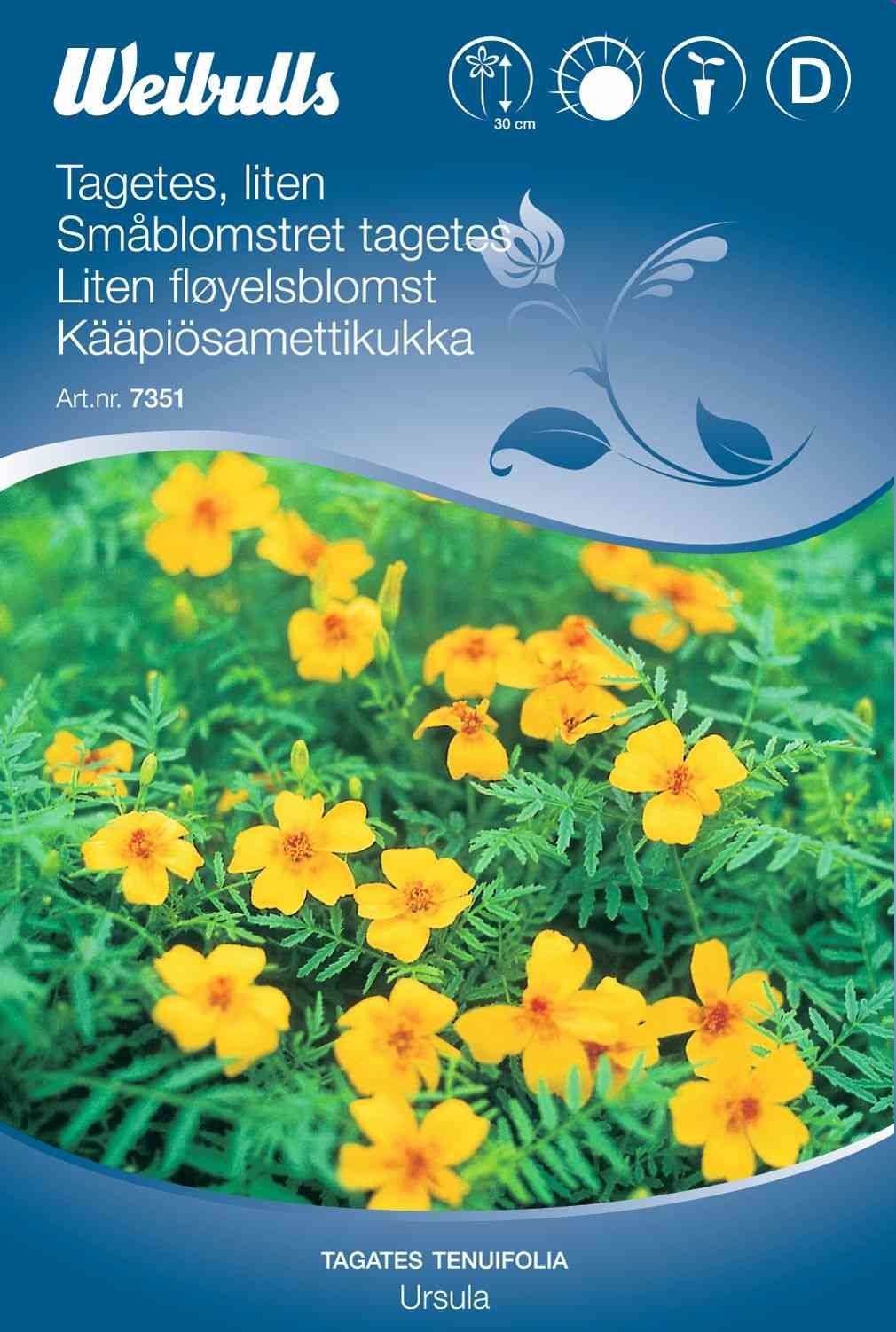 Blomsterfrø (Småblomstret Tagetes 'Ursula')