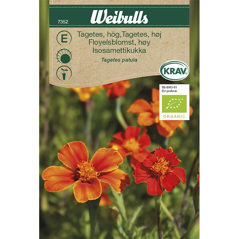 tagetes høj frø