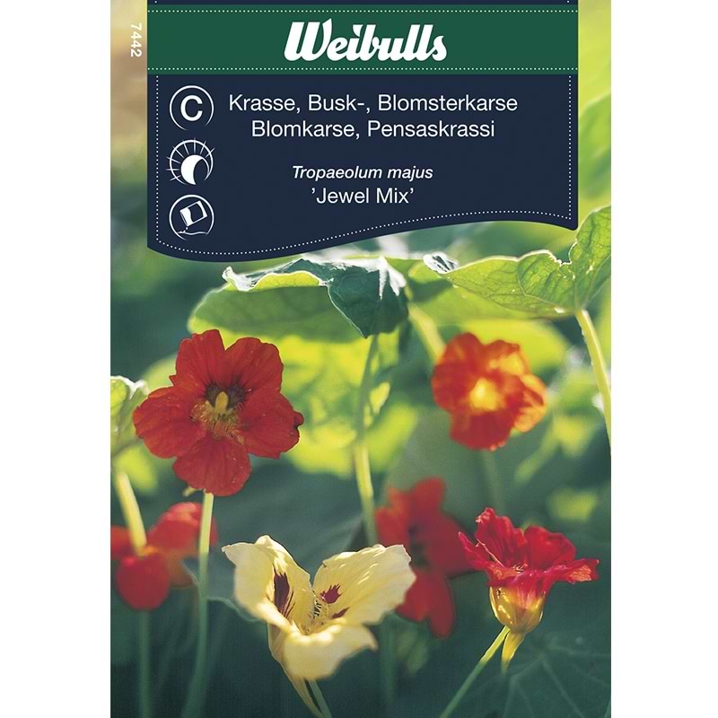 Blomsterfrø Blomsterkarse Lav Jewel Mix