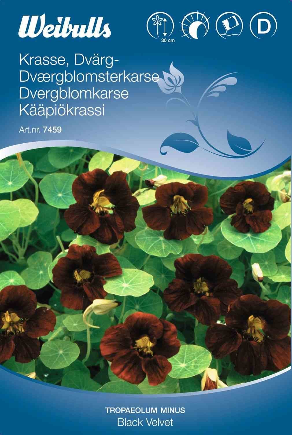 Blomsterfrø (Dværgblomsterkarse/Tallerkensmækker 'Black Velvet')