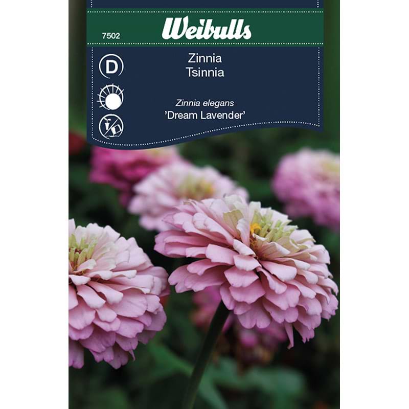 Zinnia frø (Zinnia elegans 'Dream Lavender')