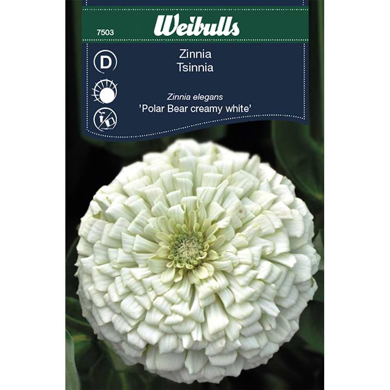 Zinnia frø (Zinnia elegans 'Polar bear creamy white')