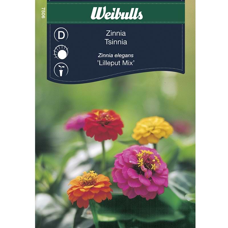 Blomsterfrø Zinnia Frøkenhat Lilleput Mix