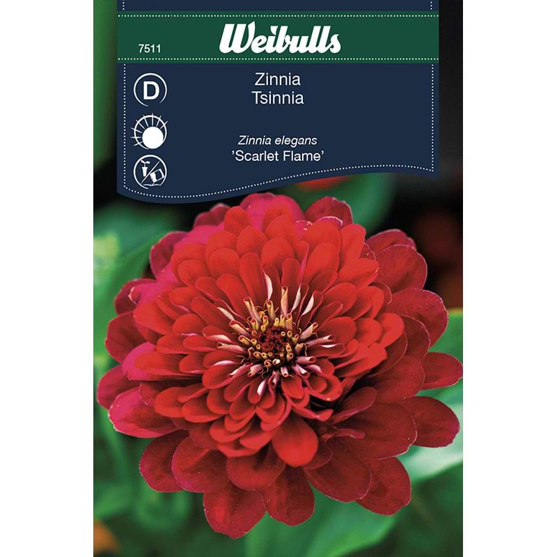 Zinnia frø (Zinnia elegans 'Scarlet Flame')