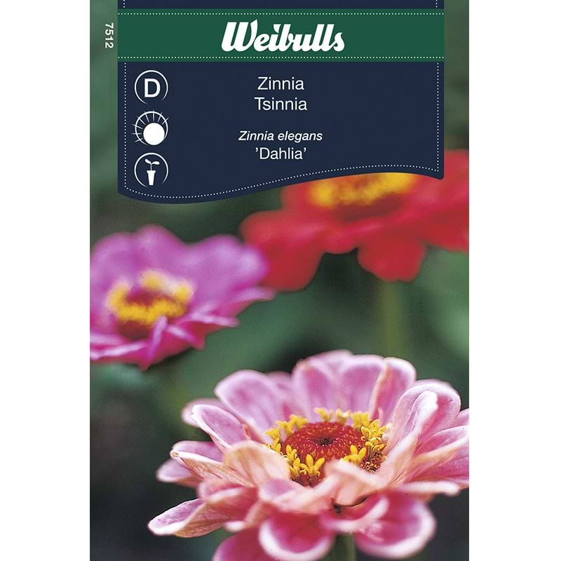 Blomsterfrø Zinnia Frøkenhat Dahlia