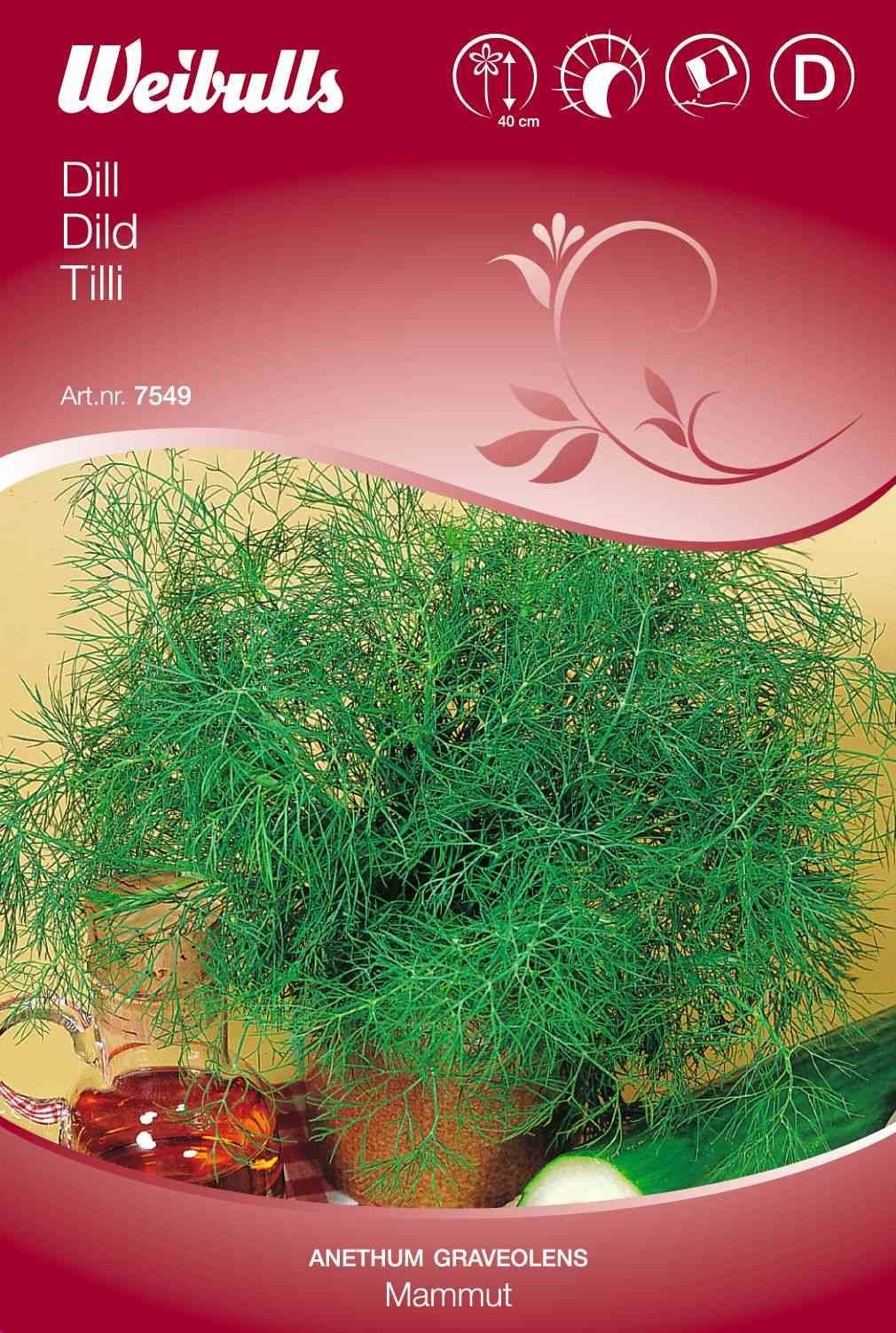 Dildfrø (Dild 'Mammut')