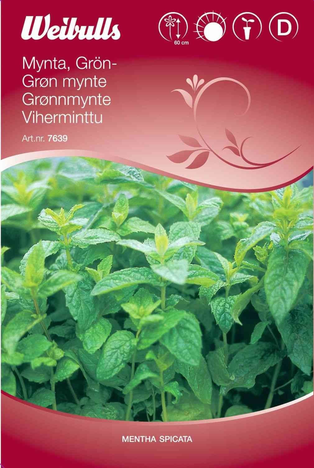 Myntefrø (Grøn Mynte)