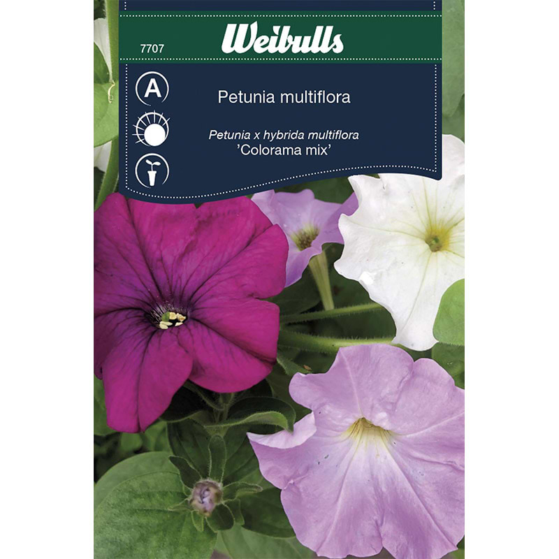 Petunia frø (Petunia x hybrida multiflora 'Colorama mix')