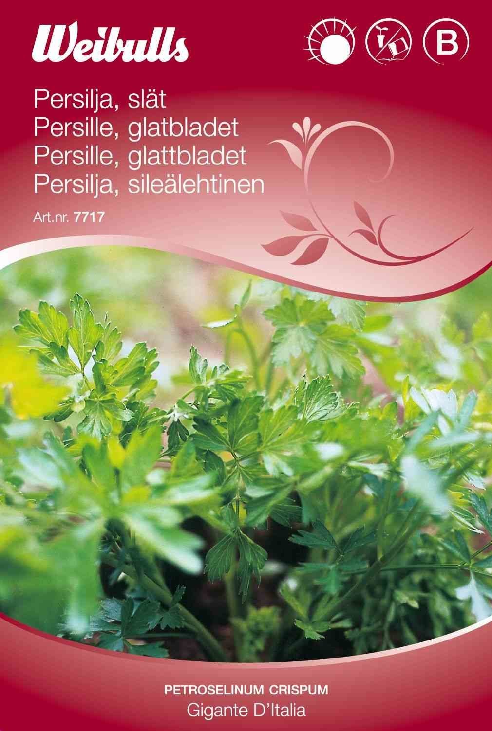 Persillefrø (Persille Glatbladet 'Gigante D´Italia')