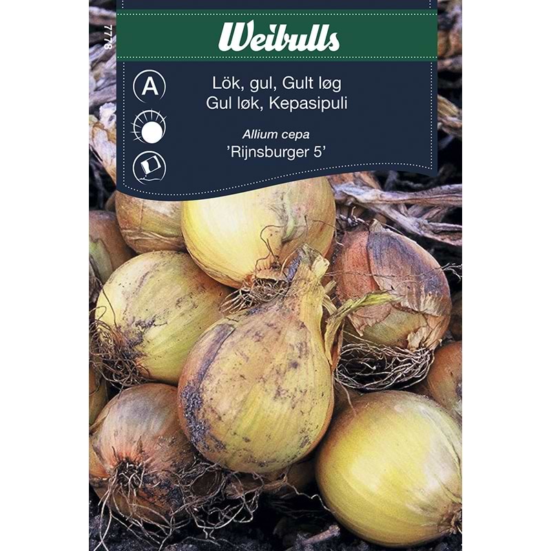 Gult Løg allium cepa Gijnsburger 5 frø