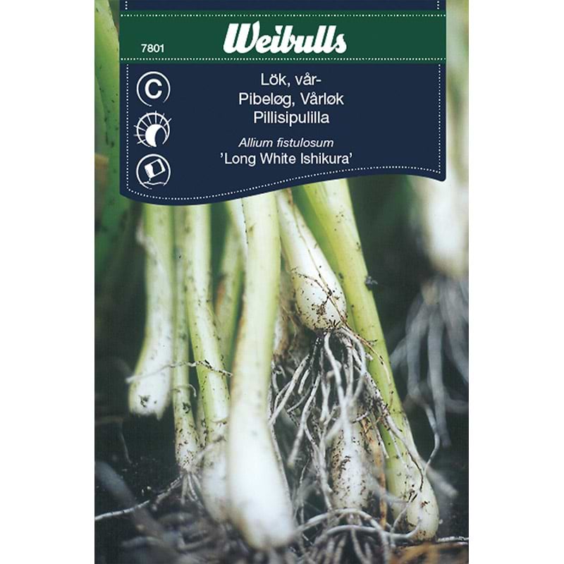 Forårsløg frø (Allium fistulosum 'Long White Ishikura')