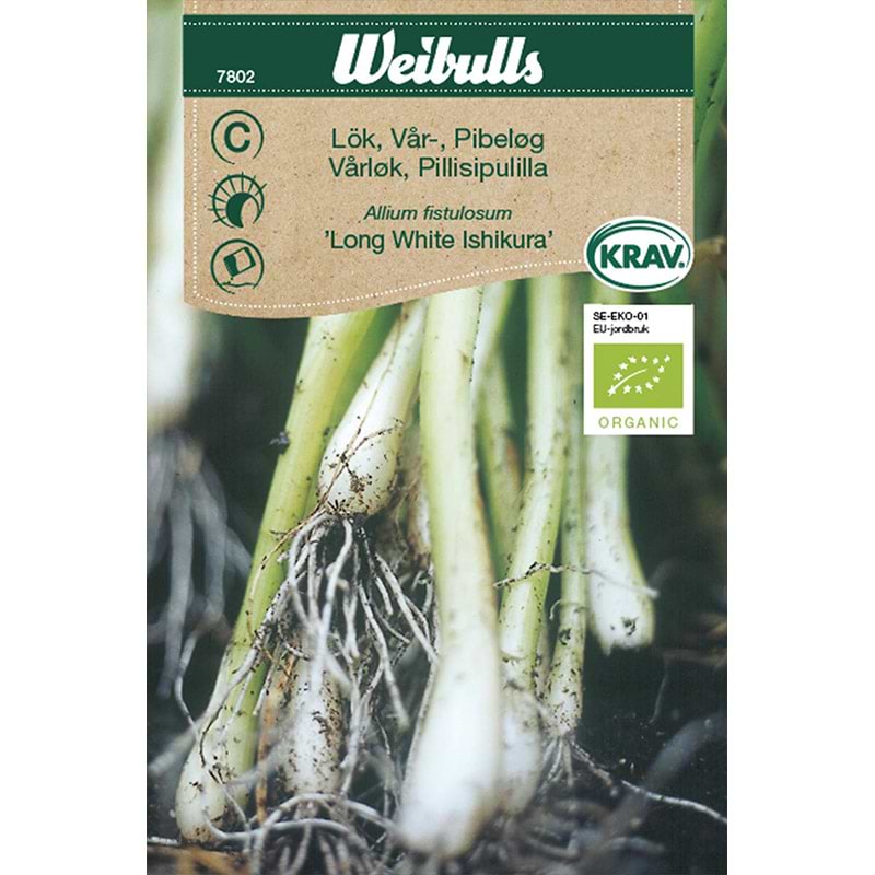 Økologisk forårsløg frø (Allium fistulosum 'Long White Ishikura')