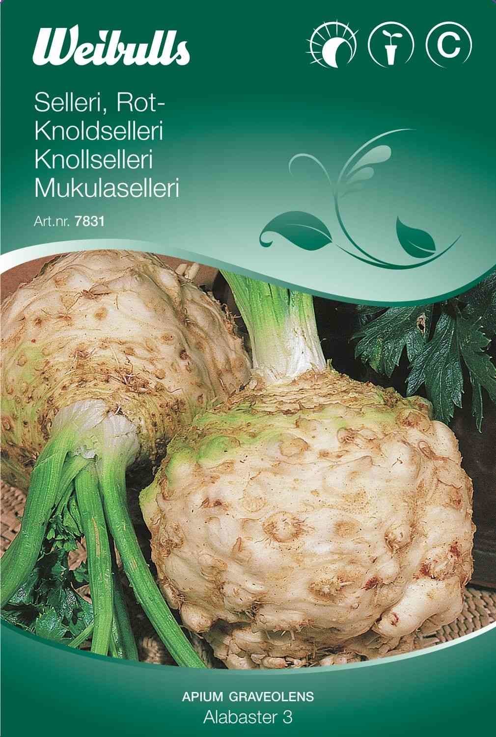 Sellerifrø (Knoldselleri 'Dolvi') 
