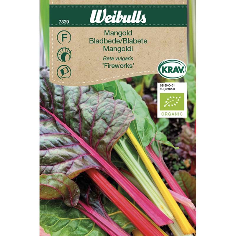 Bladbede frø (Beta vulgaris 'Fireworks')