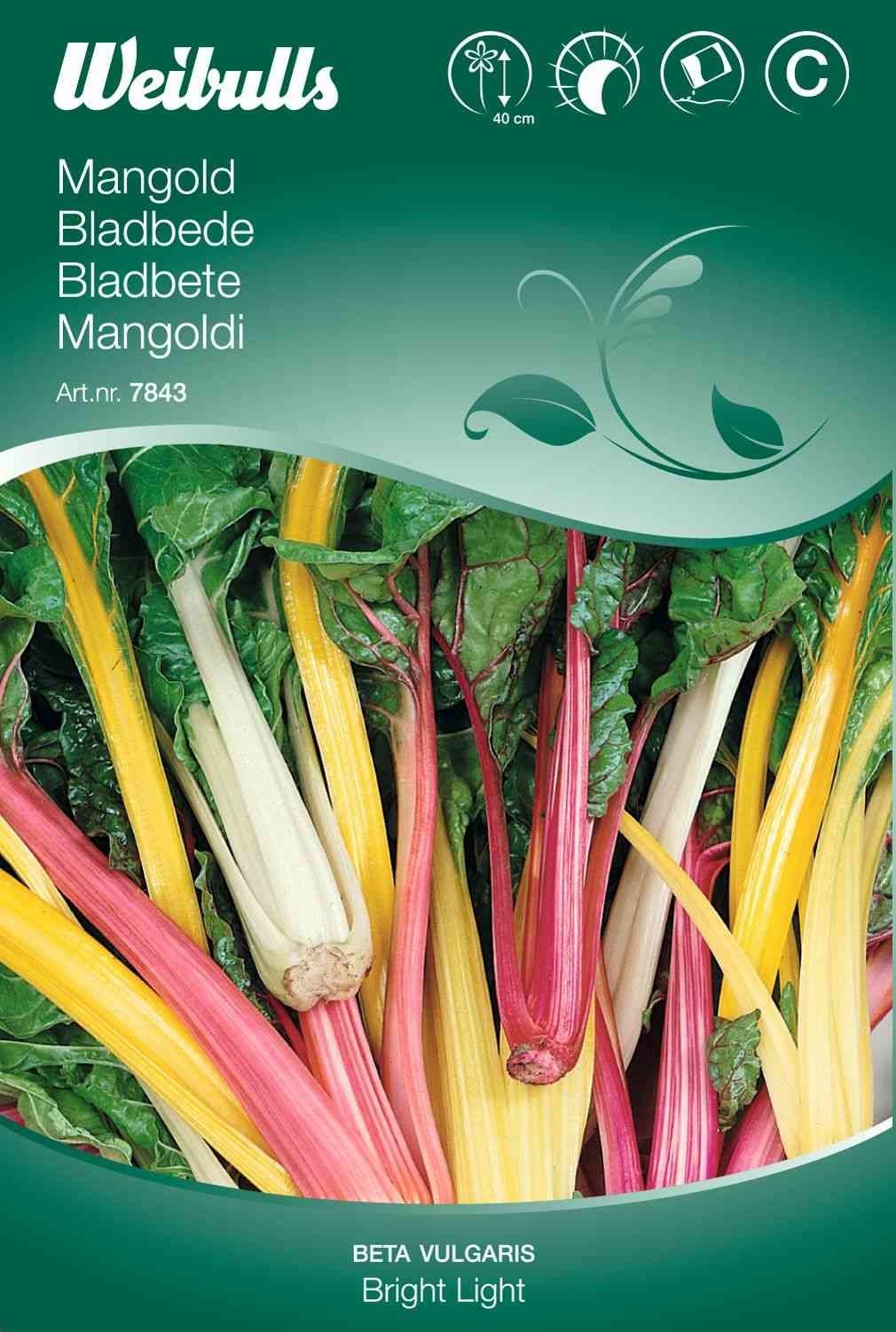 Bladbedefrø (Bladbede 'Bright Light')