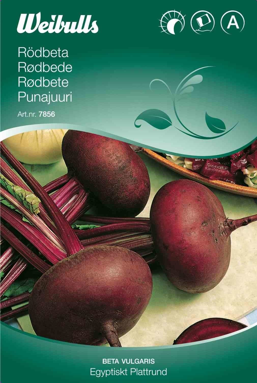 Rødbedefrø (Rødbede Rund 'Egyptisk Plattrund')
