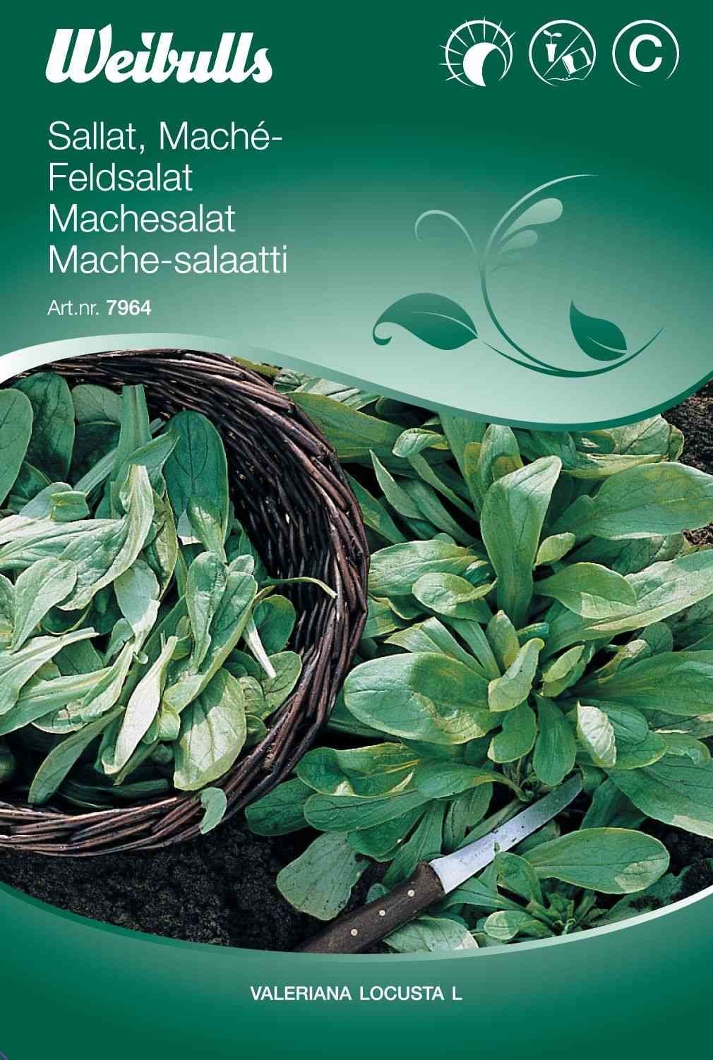 Salatfrø (Feldsalat)