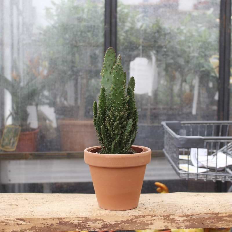 kaktus opuntia