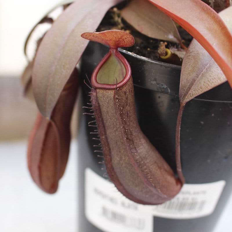 Kødædende plante rød