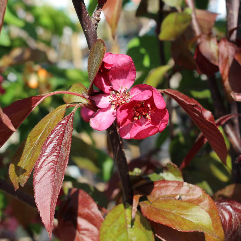 MALUS 'MARY' 