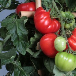 Tomatplante Bøftomat 'Marmande' / 'Bøf Belle'