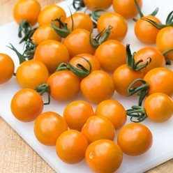 Tomatplante Cherrytomat ’Orange Paruche’