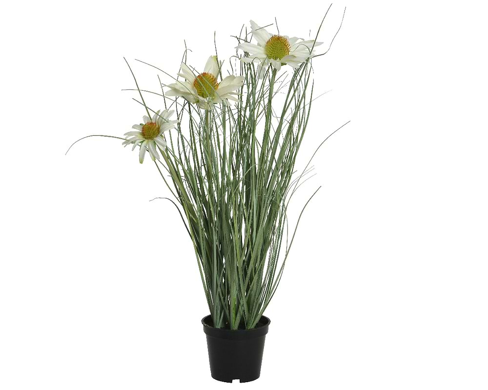græs med hvide blomster 