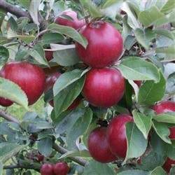 Cideræble Tremlett Bite